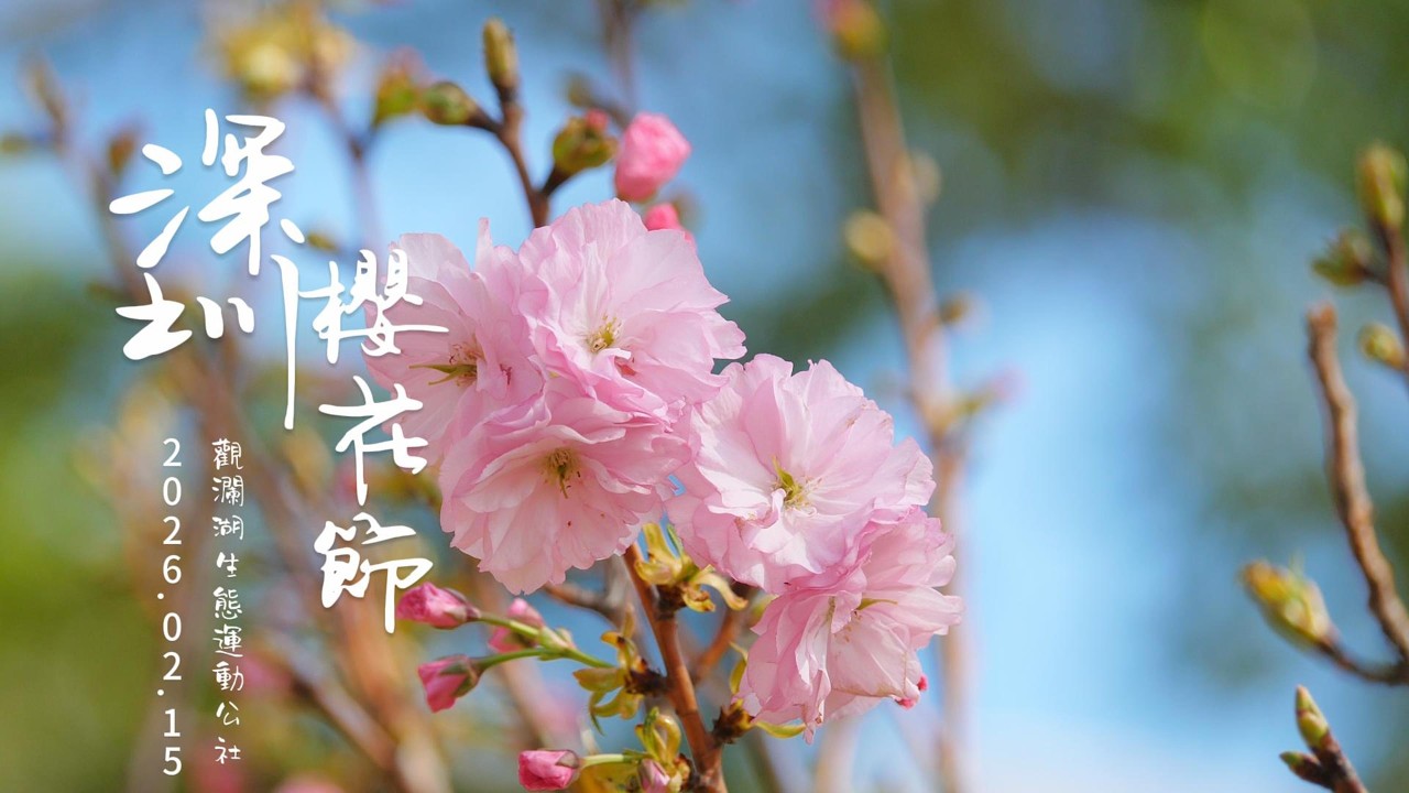 深圳櫻花節2026 #一葉櫻 #八重櫻 4K