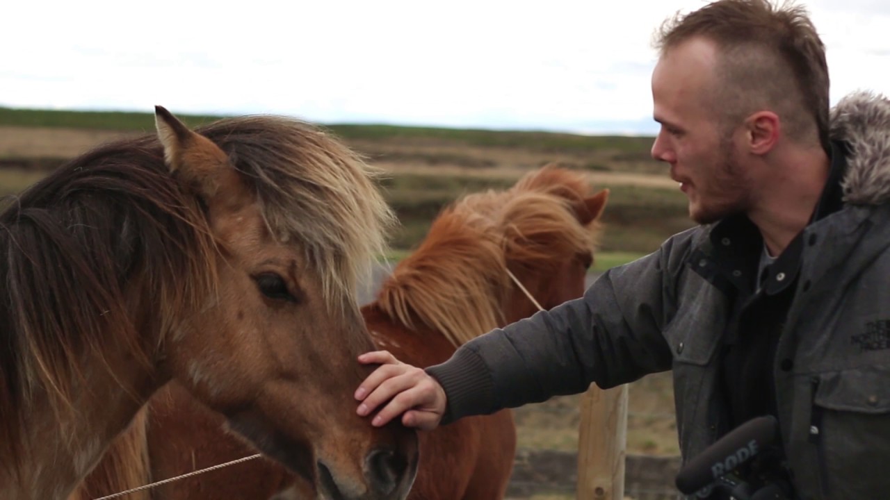 A Vikingek és Emberevő Sarki Csérek Földjén | Izland