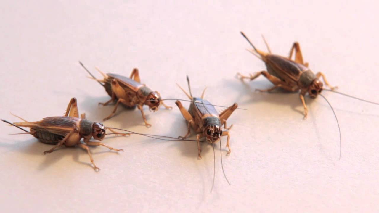 Image result for crickets