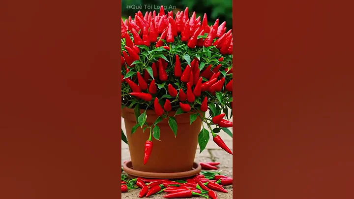 How to grow chili peppers from chili peppers #fruit #farming ##gardening