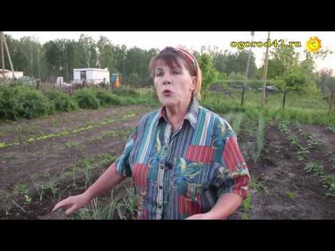Желтеет перо у лука: две причины. Берегитесь!!! Скрытнохоботник.