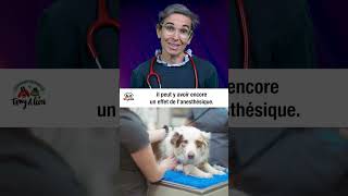 Castration Chien Episode N2