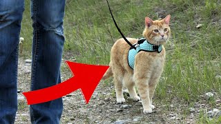 Is it possible to train a cat to walk on a leash? Harness Training