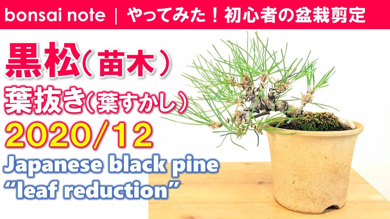 苗木で作る 黒松盆栽の葉抜き 冬の葉すかし 休眠期の作業 12 Japanese Black Pine Leaf Reduction Bonsai Youtube