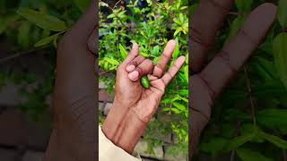 Asian beetles you've never seen#anyuniqueanimals#beetle🪲🦠🦗🐜#insects#beautifulinsects#nature#wildlife