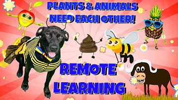 Do all living things depend on plants for food?