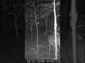 Ringo- EastTn public land buck. Been following him for over a year This year is it. #BuckStalker