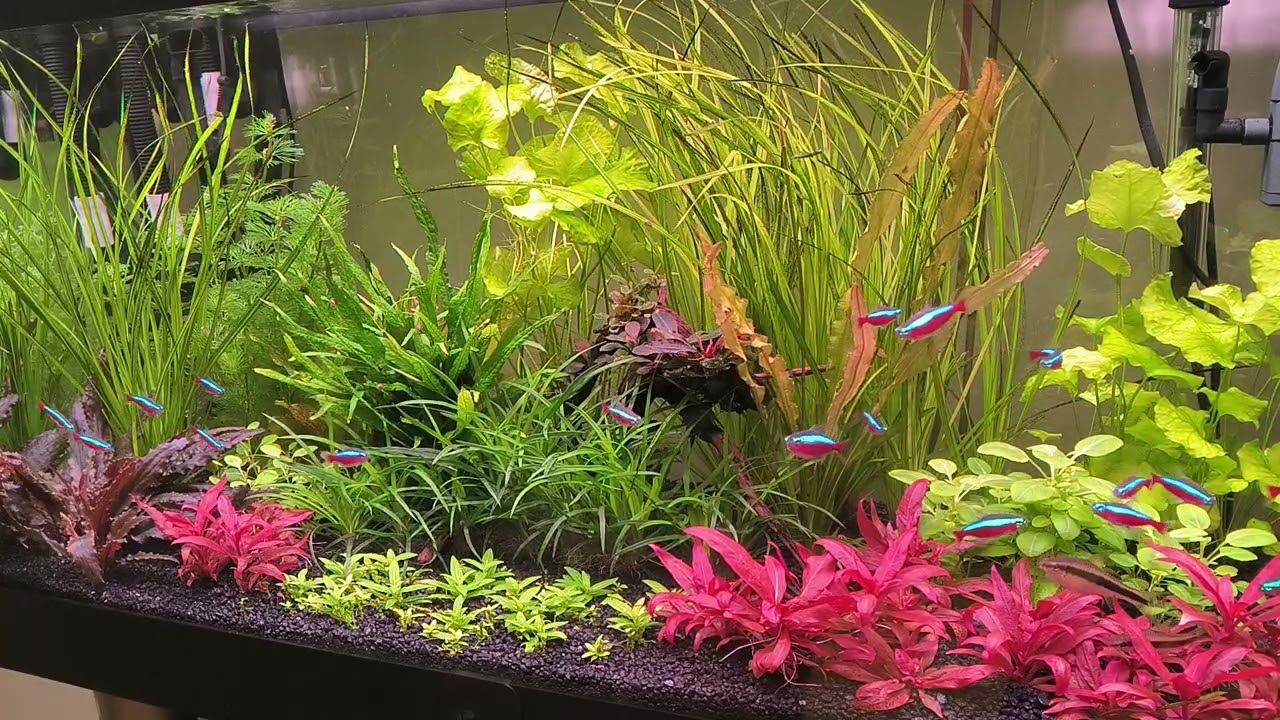 Akwarystyczne gadu gadu wieczorem