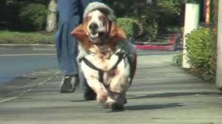 basset hound dressed as sherlock holmes running in slow motion