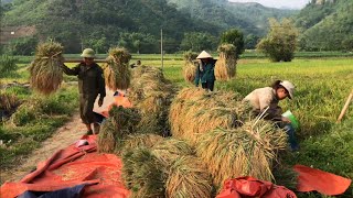 A Bountiful Season: Harvest Rice With Your Family Bring It Back Farm For Processing