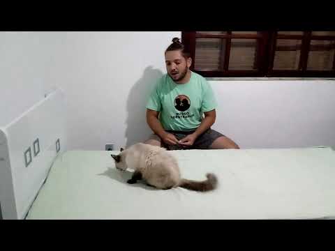 Vídeo: Treinamento de gato: como ensinar seu gato a se sentar