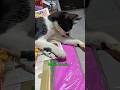 mpus kumis besiap menghadapi kerasnya hari ini#cat #fypシ゚viral