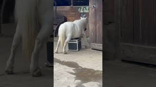 Pony Rubbing Its Belly Against Tourcase