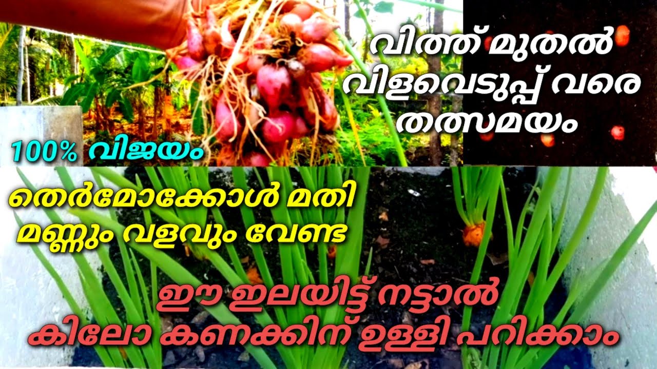 ടെറസിലെ ഉള്ളി കൃഷി വൻ വിജയം | Onion Farming On Terrace In Container Or Pot Malayalam | Krishi
