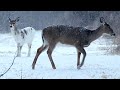 Rare Deer in Heavy Snow!