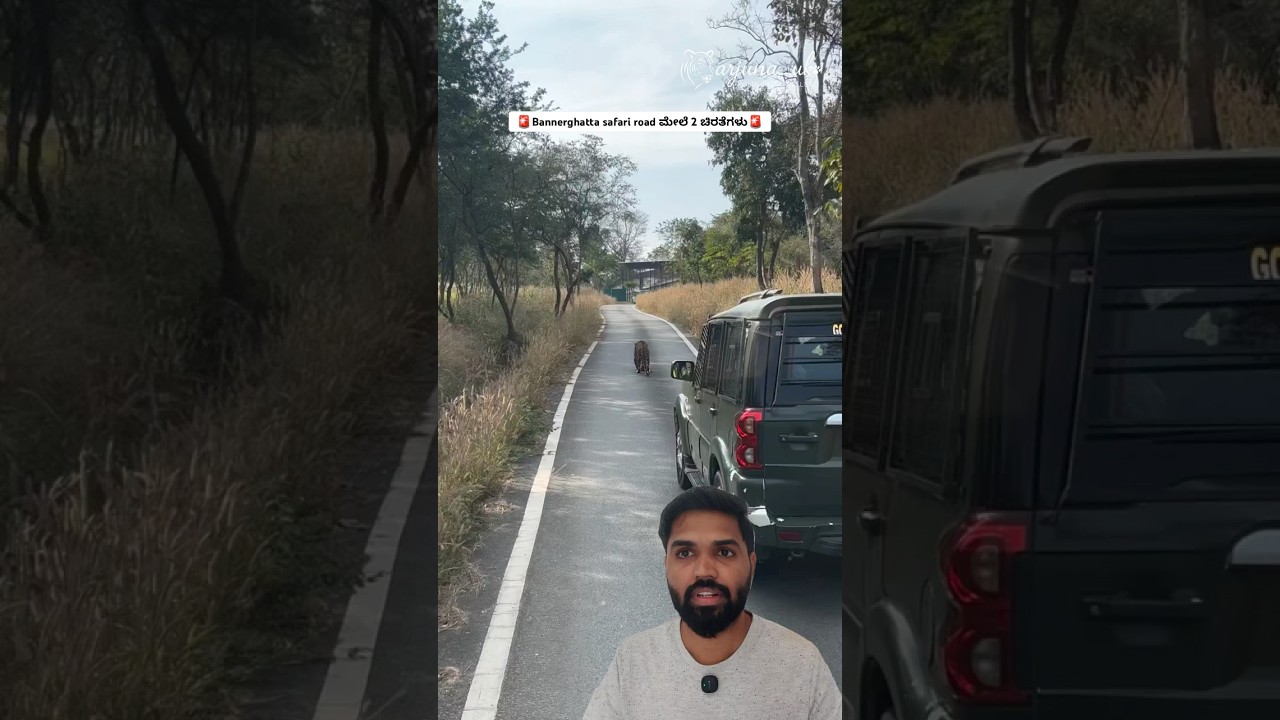 2 Leopards Walking on Road 🐆🐆 Bannerghatta Safari Rare Sighting | Bengaluru Wildlife Video 