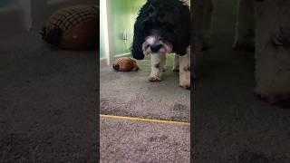 playing with Sam