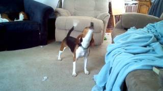 Crazy Howling Beagle Featuring Snooty