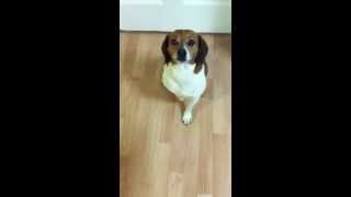 Celebrity Beagle's leftover bone from Owen & Engine Profile