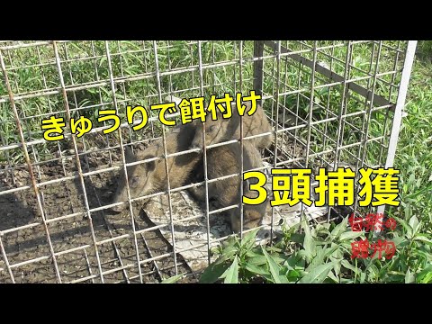 【箱罠】イノシシ3頭捕獲！ 有害駆除  きゅうりに反応いいね・・・2019/8/4