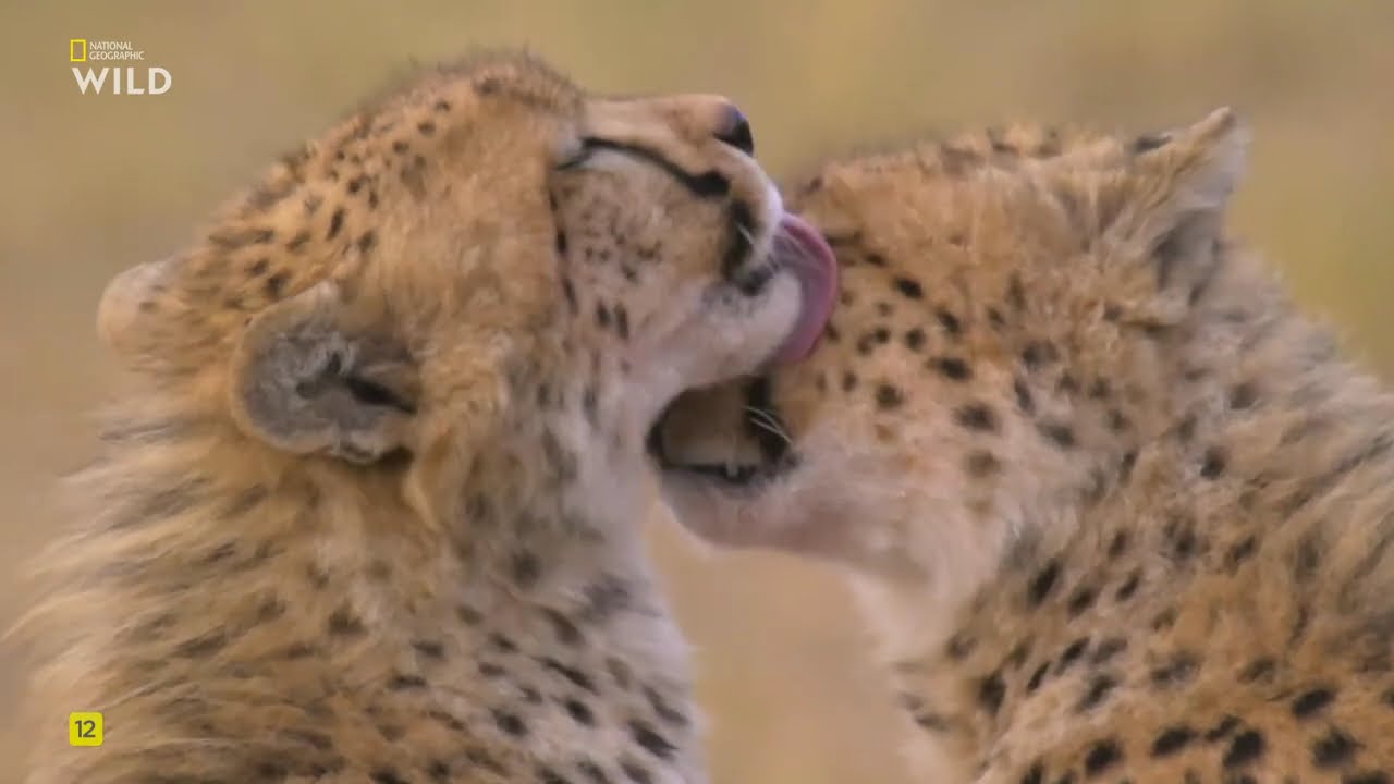 Родословные хищников, 5 часть. Братство. National Geographic Wild HD онлайн