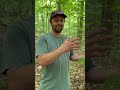 Invasive beech leaf disease spreading throughout Vermont