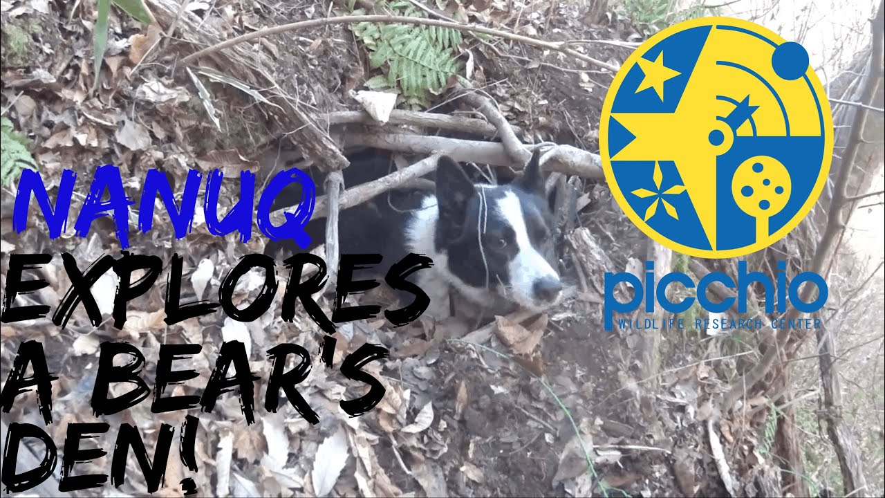 Karelian Bear Dog Adventures Nanuq Explores A Bear S Winter Den ナヌックがクマの 冬眠穴を発見 Picchio ピッキオ Youtube Karelian Bear Dog Adventures Nanuq Explores A Bear S Winter Den ナヌックがクマの 冬眠穴を発見 Picchio ピッキオ Youtube
