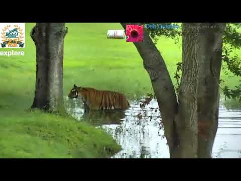 cheetah running speed Morning Routine LIVE at Big Cat Rescue