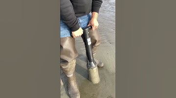 How To Dig Razor Clams with A Clam Gun #pnw #viral #washington #razorclams