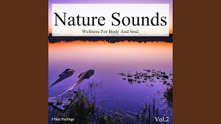 Crickets Chirping - Summer Evening Ambience On A Wide Field Crickets Chirping - Summer Evening Ambience On A Wide Field