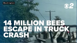 14 Million bees escape after truck crash