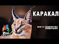 Каракал - Все о виде млекопитающего  | Семейство кошачьих  каракал