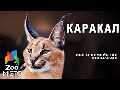 Каракал - Все о виде млекопитающего | Семейство кошачьих каракал - YouTube