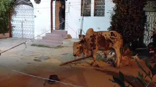 Dangerous cow in Azizabad,Karachi Bakra eid 2018