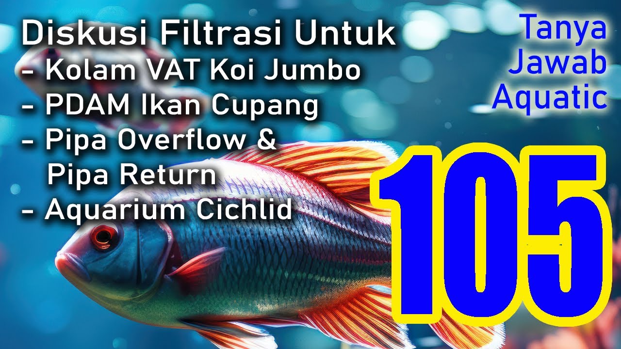105 : Kolam VAT Koi Jumbo, Filter PDAM Cupang, Pipa Overflow dan Return, Filtrasi Cichlid