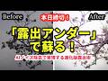 【本日締切】露出の常識が変わる。AIノイズ除去で実現する「究極の暗め露出術」とネイチャーフォトの進化