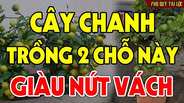 Cứ TRỒNG CÂY CHANH Ở Chỗ Này Để HÚT TÀI LỘC Tiền Vàng Kéo Vào Ầm Ầm, Đổi Đời Giàu Nứt Vách