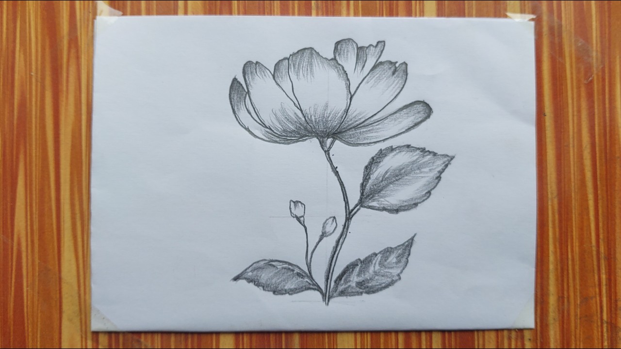 Easy Realistic Flower Pencil Drawing for Beginners