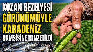 Kozan Bezelyesi Görünümüyle Karadeniz Hamsisine Benzetildi