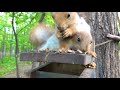          construction squirrel brought its cubs