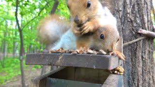 Белка  Строитель привела бельчат. Бельчонок меня укусил / Construction Squirrel brought its cubs