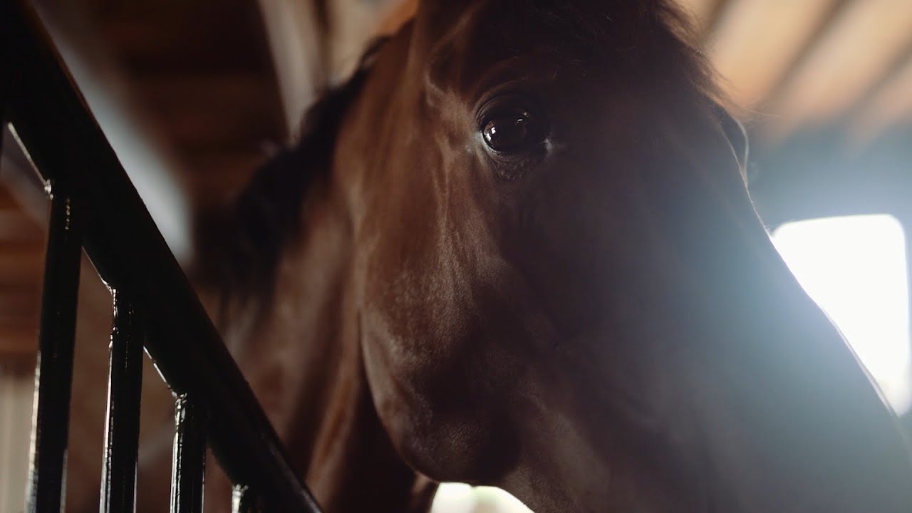 Hetzel Horses - Imagefilm (2019)