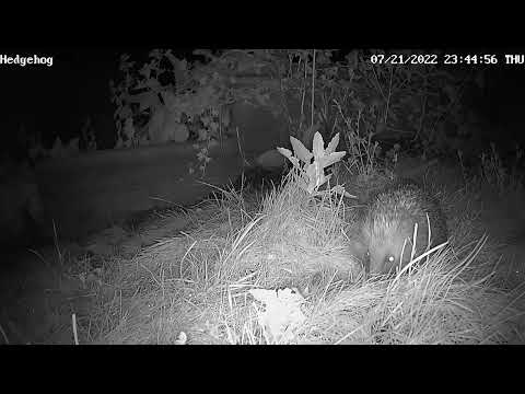 Hedgehog Durham UK hog drinks dew from the grass 22072022 - (wild hogs)