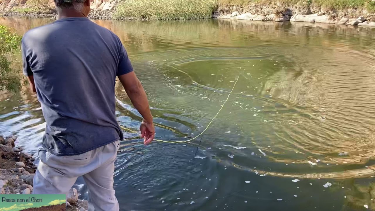 Pesca de bagres y tilapias de más de 3  kilos en el río