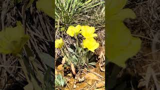 Oenothera macrocarpa (Bigfruit Evening Primrose) with a yucca behind. Quetone Overlook WMWR 4/6/26