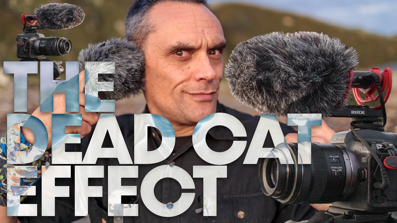 The Dead Cat Effect What Difference Does A Dead Cat Make Youtube