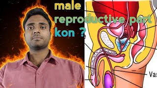 By SK Bihari| Male Reproductive System (Penis Structure & Function) | Class 12 Biology