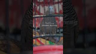 Download Lagu perkutut cemani suara lantang MP3