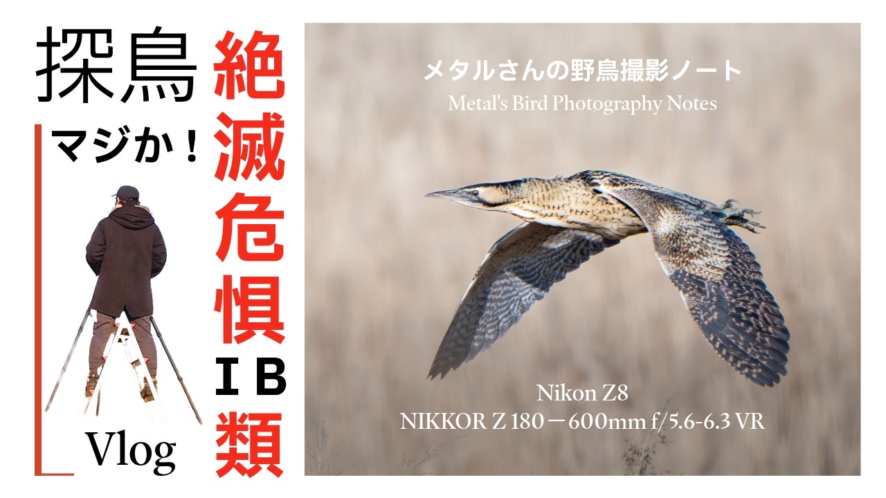 渡良瀬遊水地」マジか！絶滅危惧ⅠB 類が目の前に！野鳥撮影Vlog「4K
