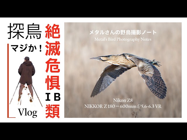 渡良瀬遊水地」マジか！絶滅危惧ⅠB 類が目の前に！野鳥撮影Vlog「4K